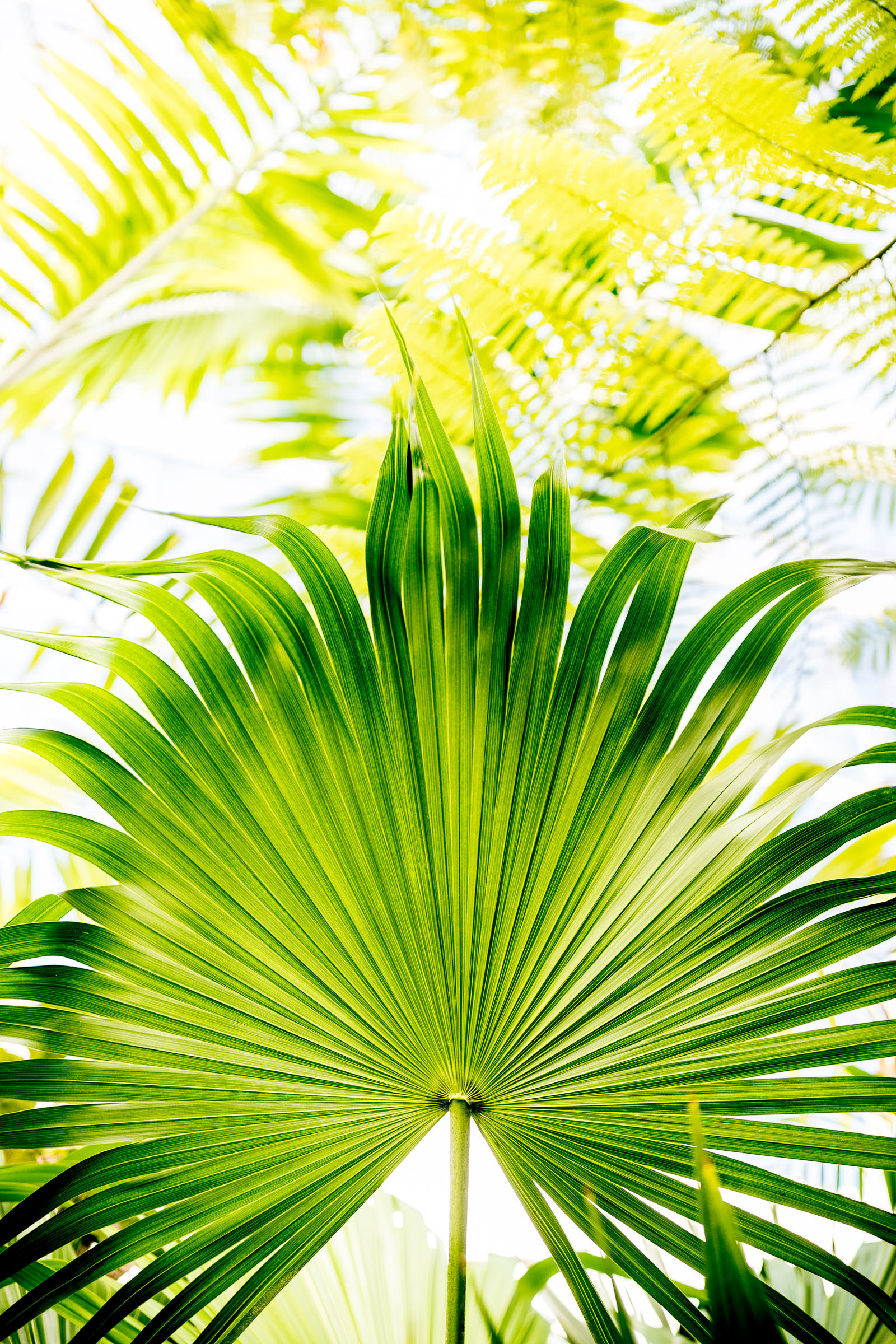 flora_2021_08