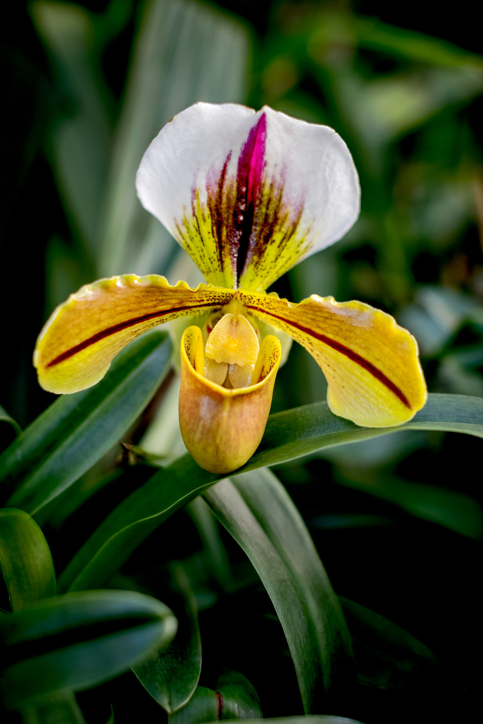 flora_2021_11