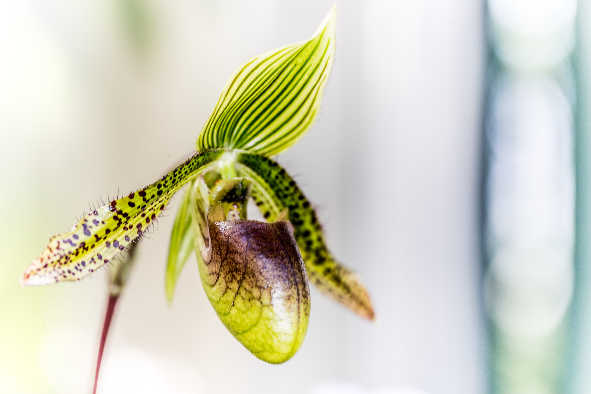 flora_2021_14