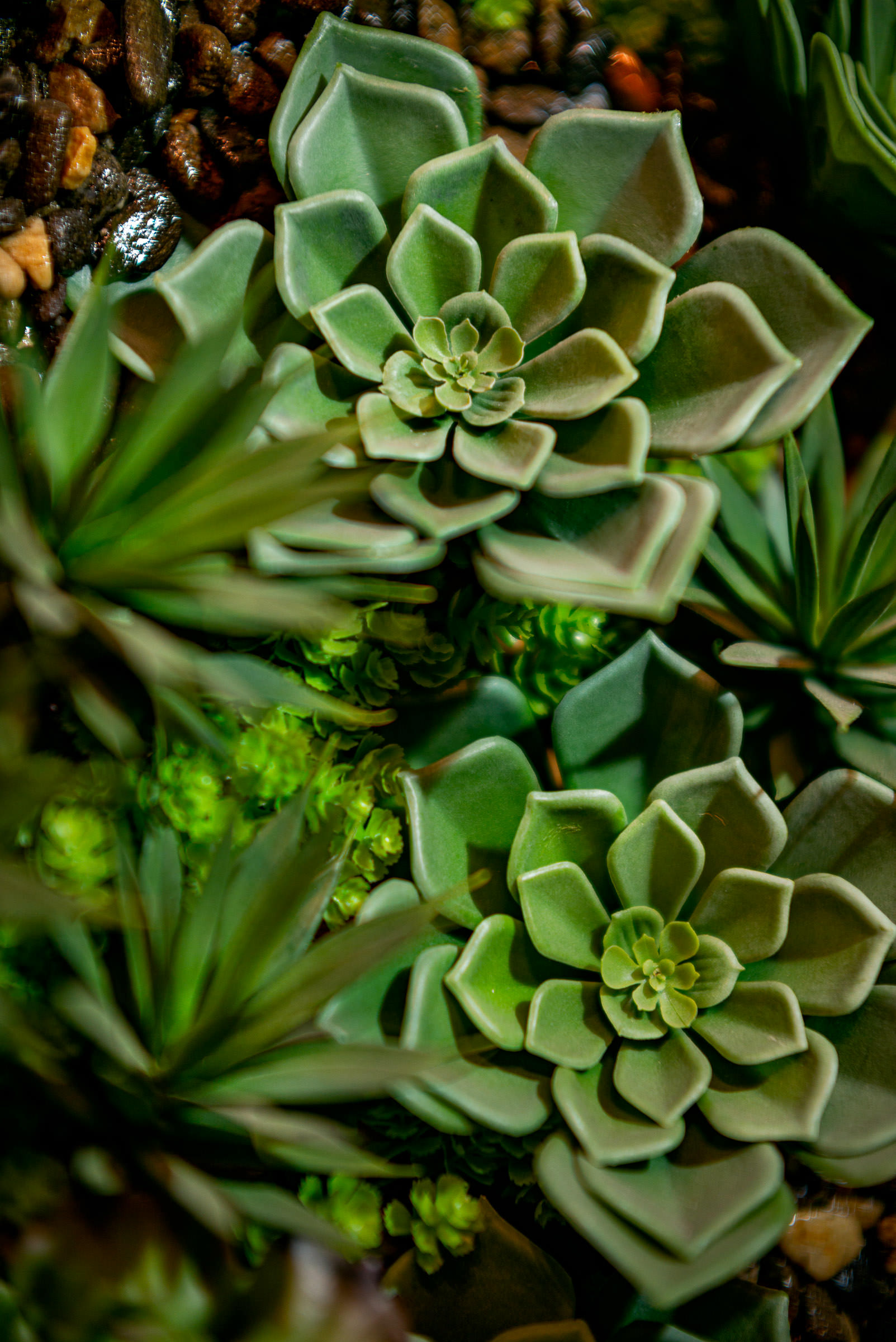 flora_2021_41